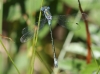 J18_1533 Lestes dryas male